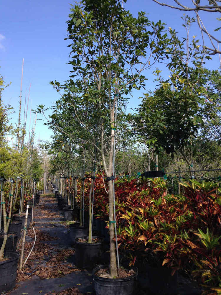 Tabebuia heterophylia