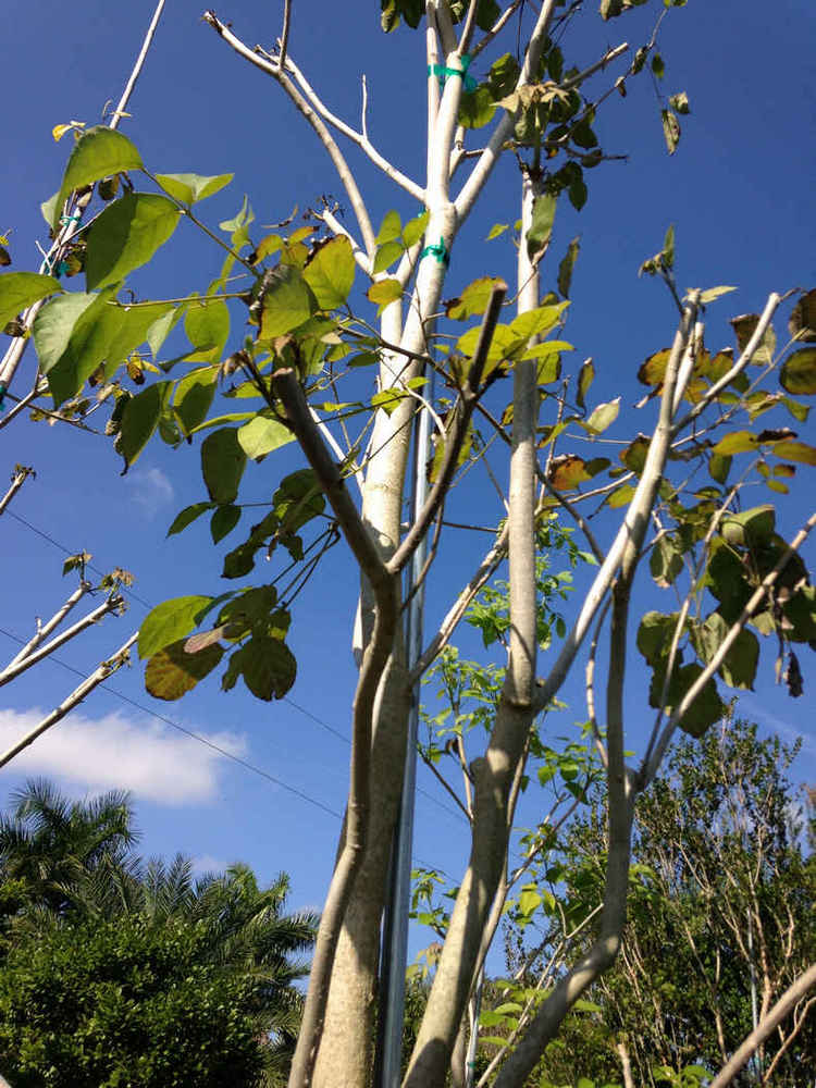 Tabebuia roseo alba