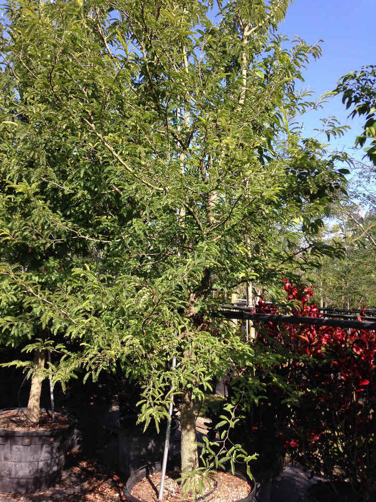 Tamarindus indica