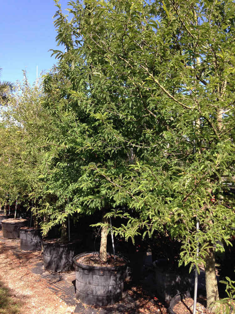 Tamarindus indica