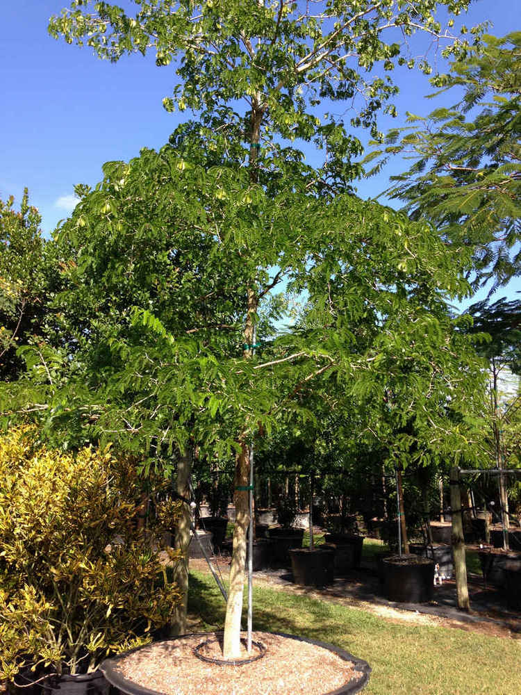 Tamarindus indica