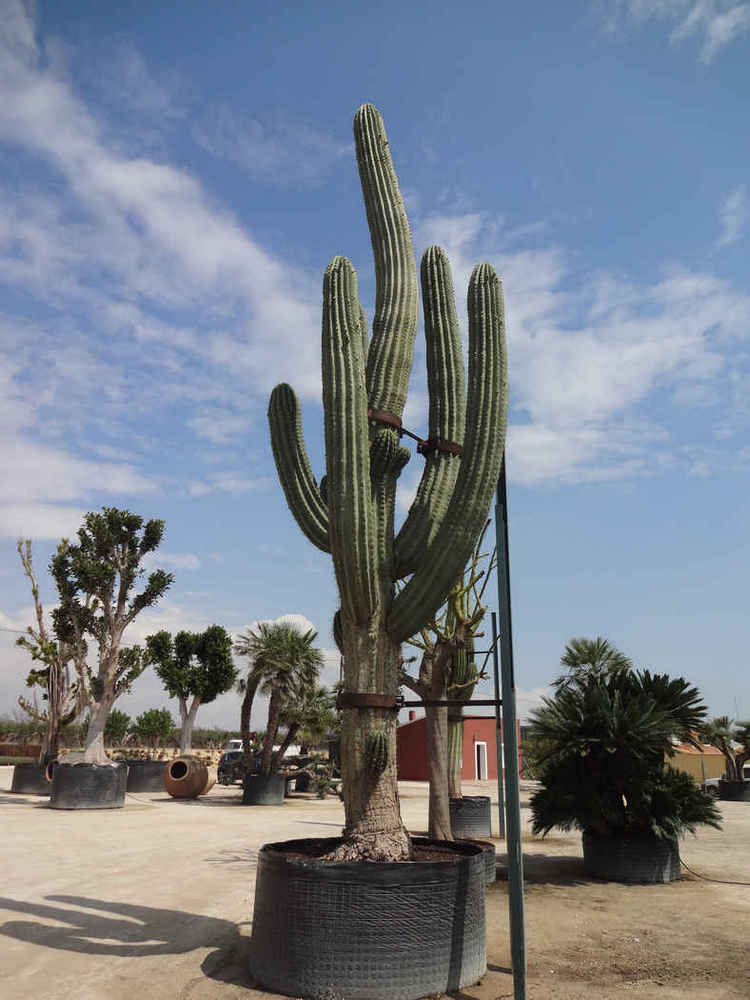 Trichocereus pasacana
