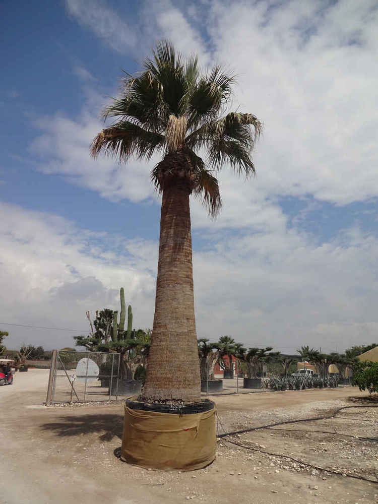 Washingtonia filifera