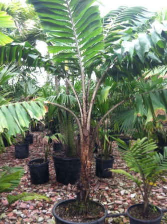 aiphanes caryotifolia