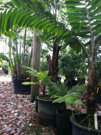 aiphanes caryotifolia2