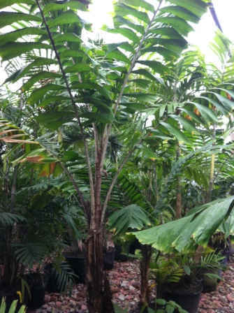 aiphanes caryotifolia3