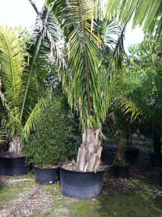 attalea