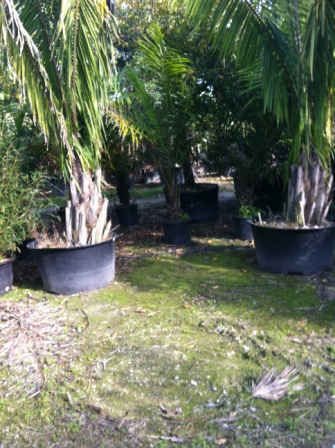 attalea (2)