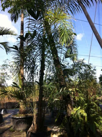 bactris gasipaes3