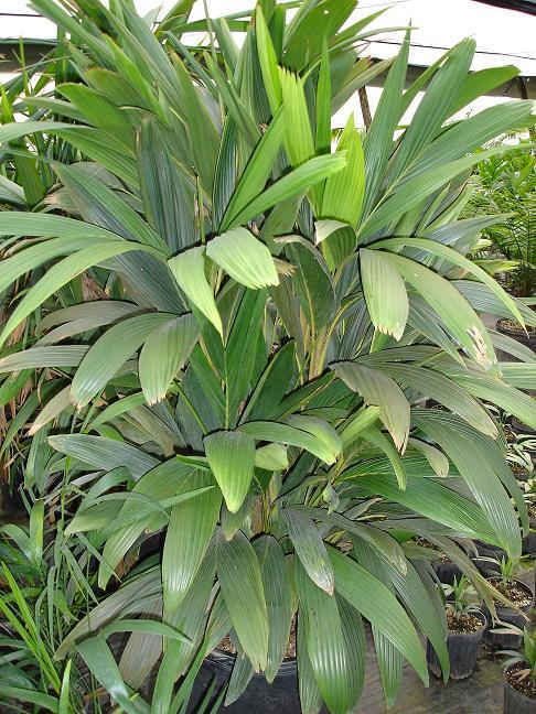 calyptrocalix awa
