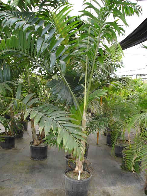 Dypsis lanceolata