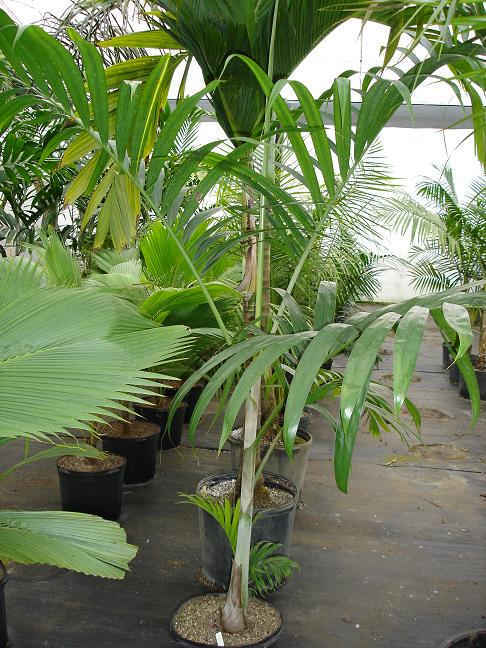 Dypsis