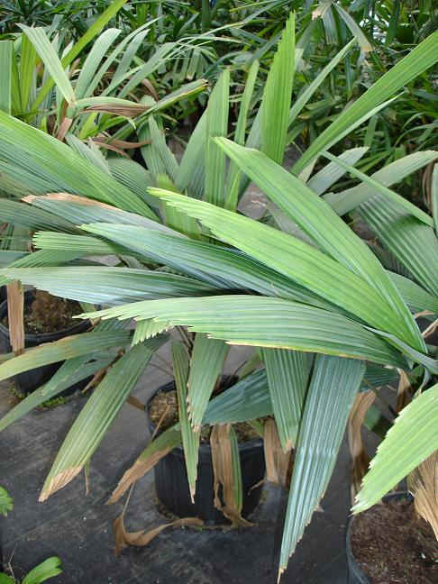 Licuala beccariana