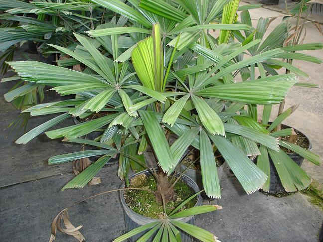 licuala lauterbachii