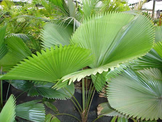 Rare Palms Collections