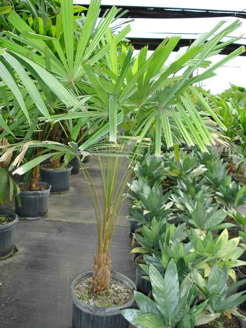Licuala platydactyla