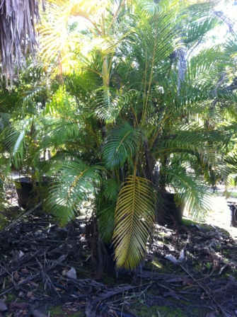 neodypsis lutescens (2)