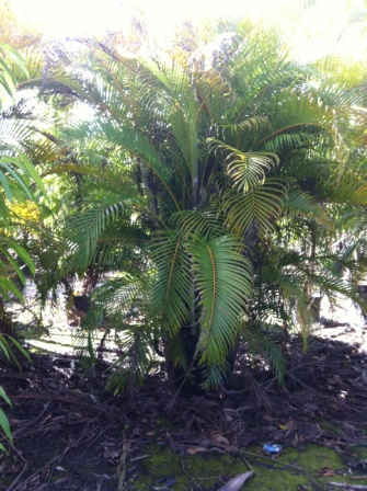 neodypsis lutescens (3)