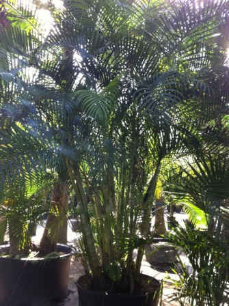 neodypsis lutescens