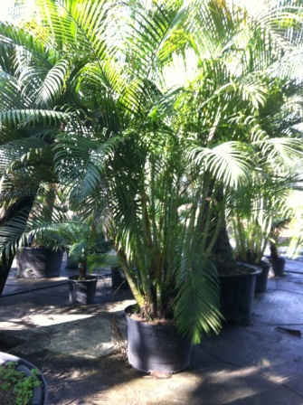 neodypsis lutescens2
