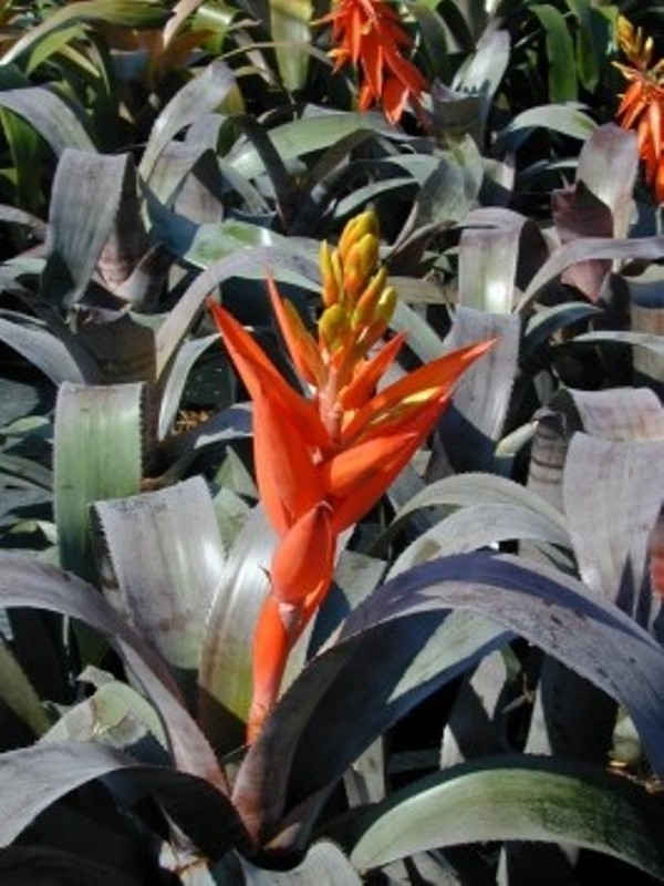Aechmea chocolate