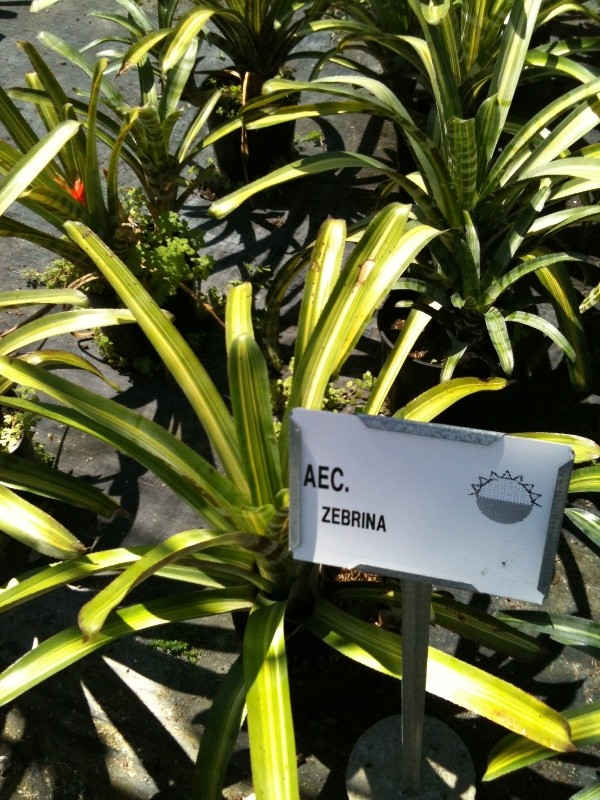 Aechmea zebrina