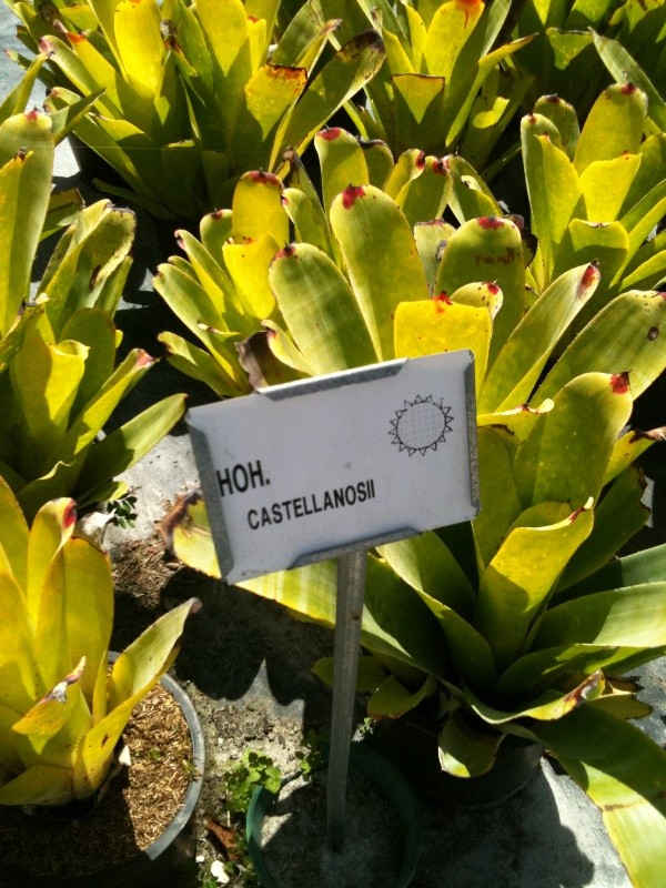 Hohenbergia castellanosii