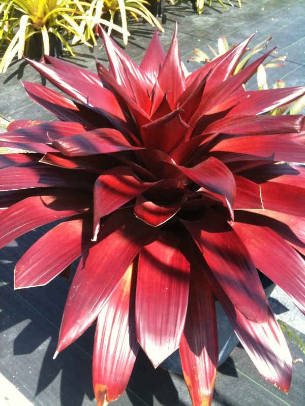 Bromeliads