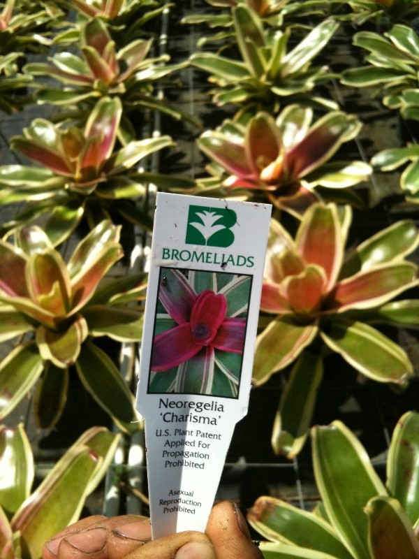 Neoregelia charisma