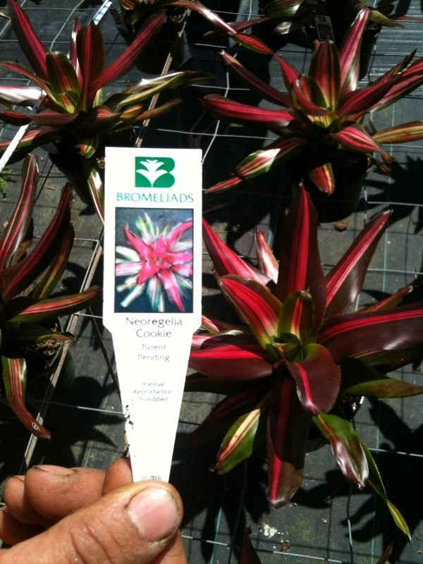 Neoregelia cookie