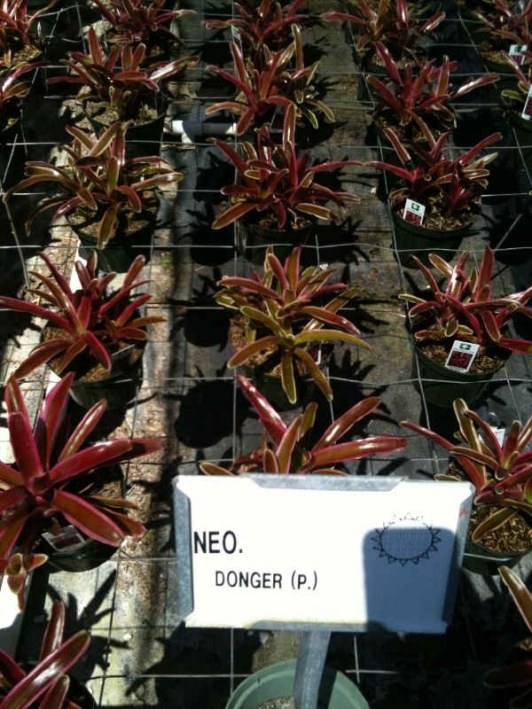 Neoregelia donger