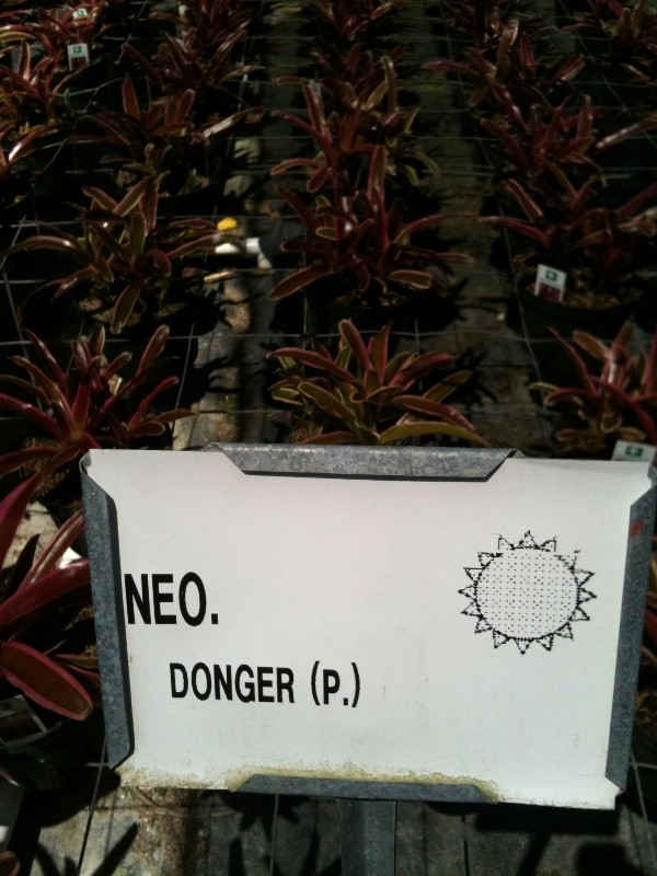 Neoregelia donger