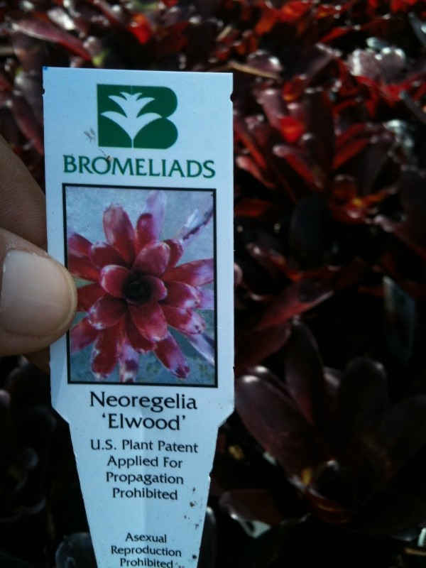 Neoregelia elwood