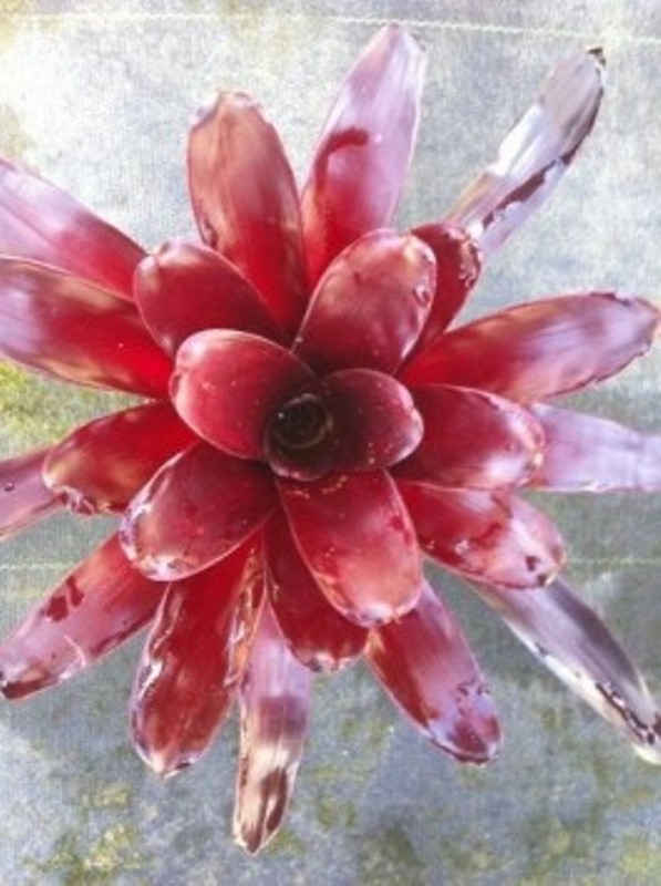 Neoregelia elwood