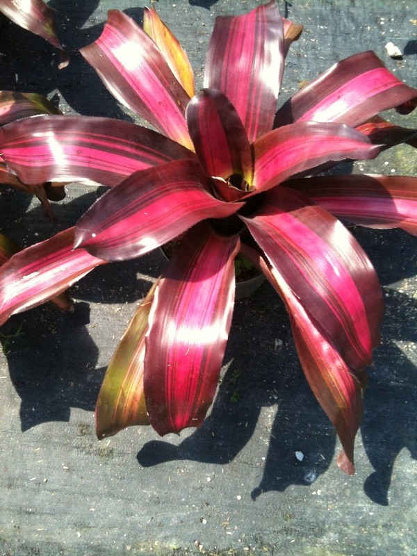 Neoregelia gioia
