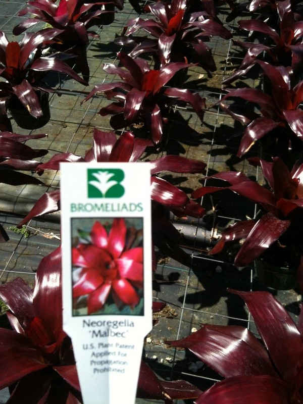 Neoregelia malbec