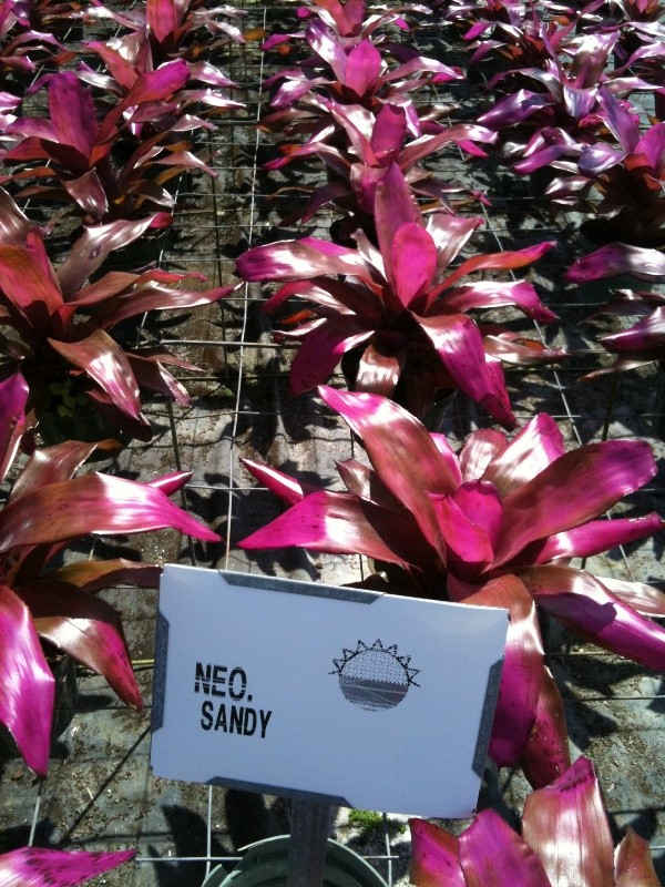 Neoregelia sandy