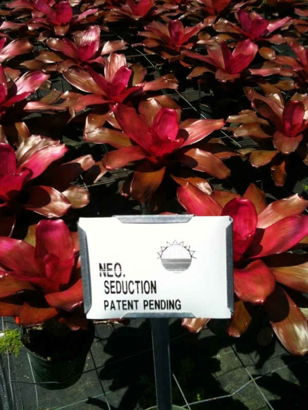 Neoregelia seduction