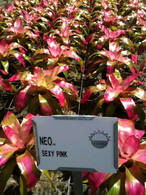 Neoregelia sexy pink