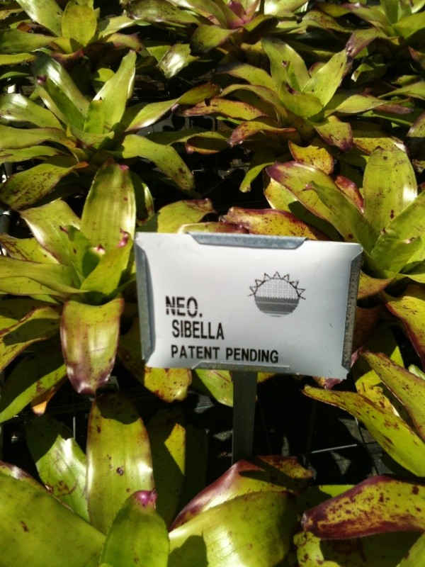 Neoregelia sibella