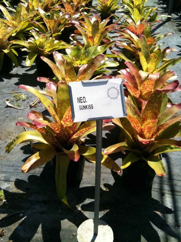 Neoregelia sunkiss