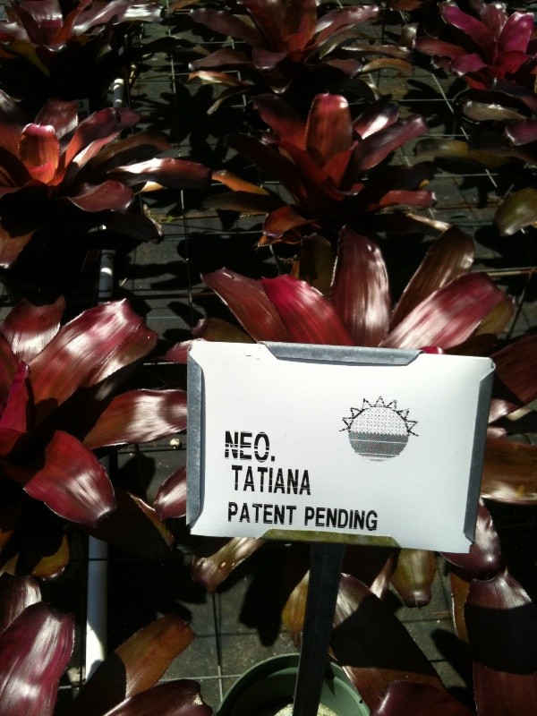 Neoregelia tatiana