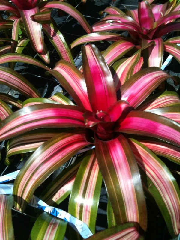 Neoregelia tres colores