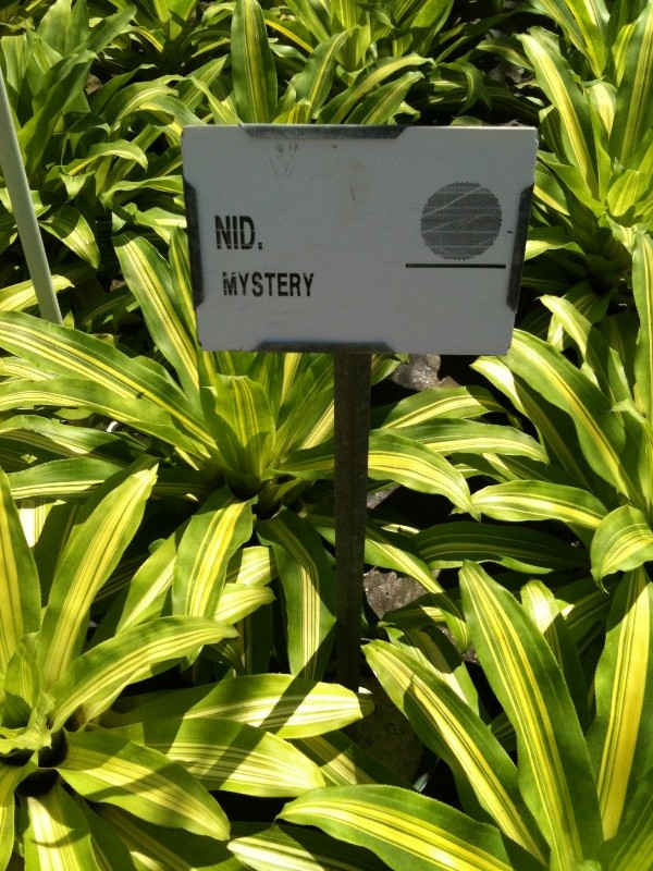 nidularium mystery