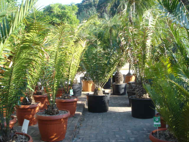 DSC07884