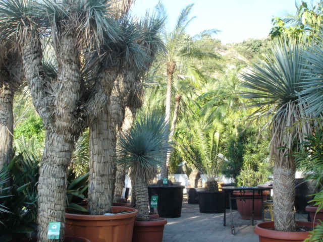 DSC07889