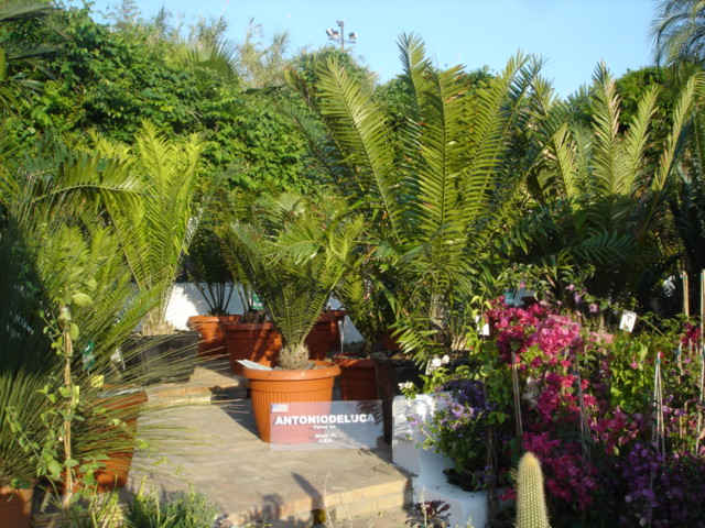 DSC07900