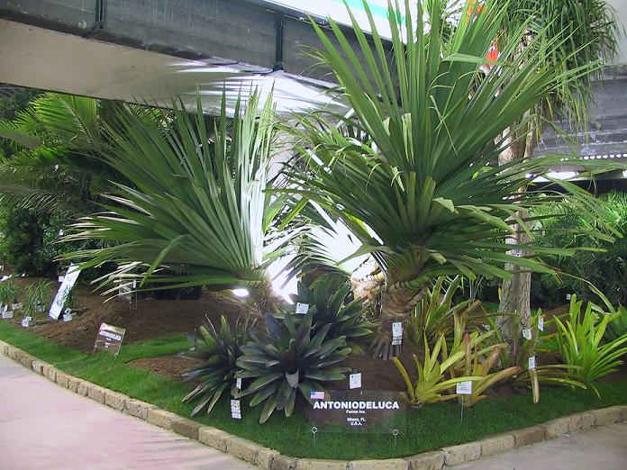 euroflora