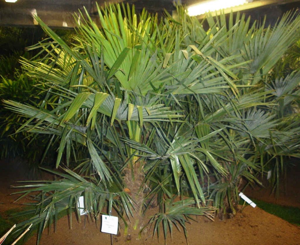 trachicarpus.takil