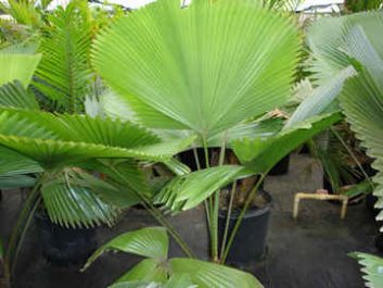 Deluca Farms Rare Palm Collection